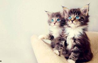 娱乐吃瓜酱猫条,揭秘娱乐圈那些不为人知的幕后故事